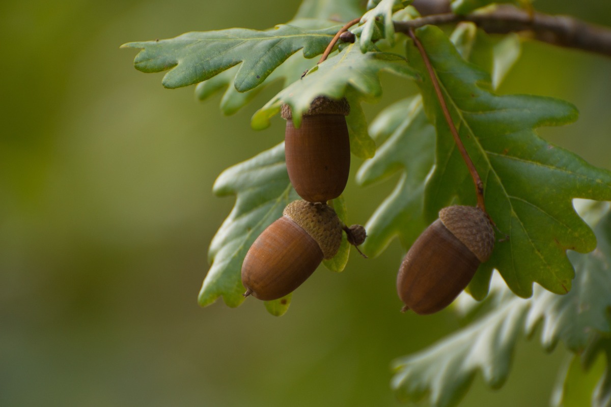 how-to-plant-acorns