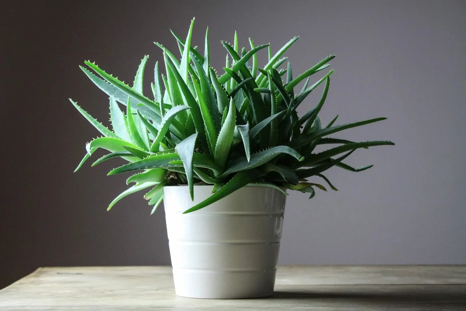 How To Plant An Aloe Plant