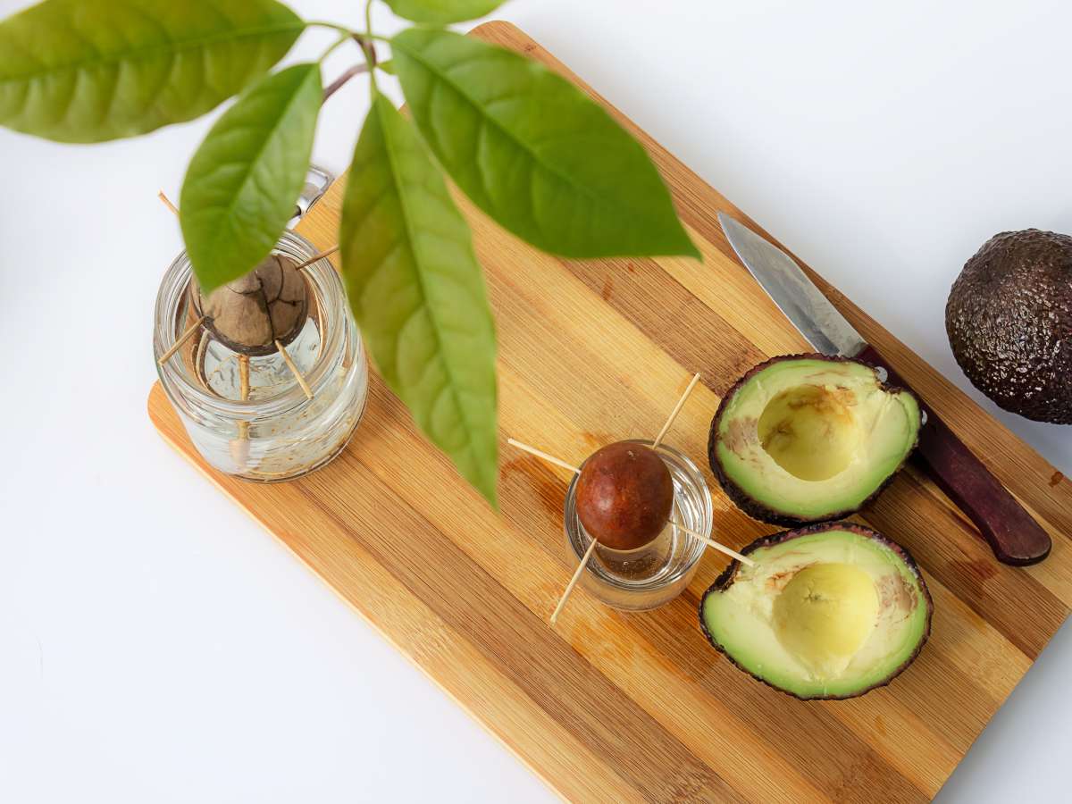 How To Plant An Avacado Seed
