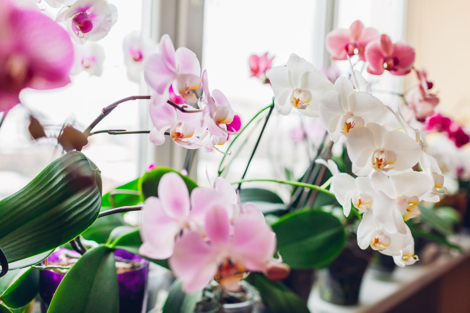 How To Plant An Orchid