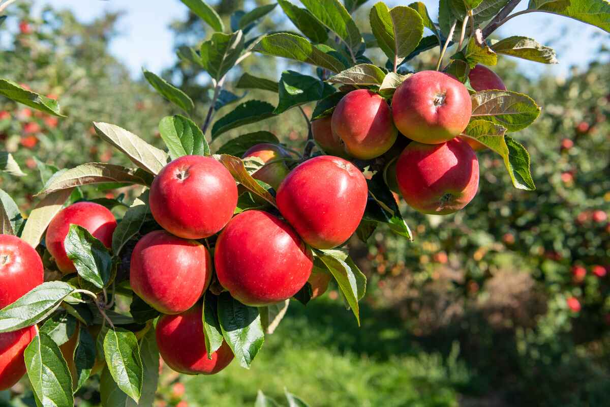 How To Plant Apple Tree
