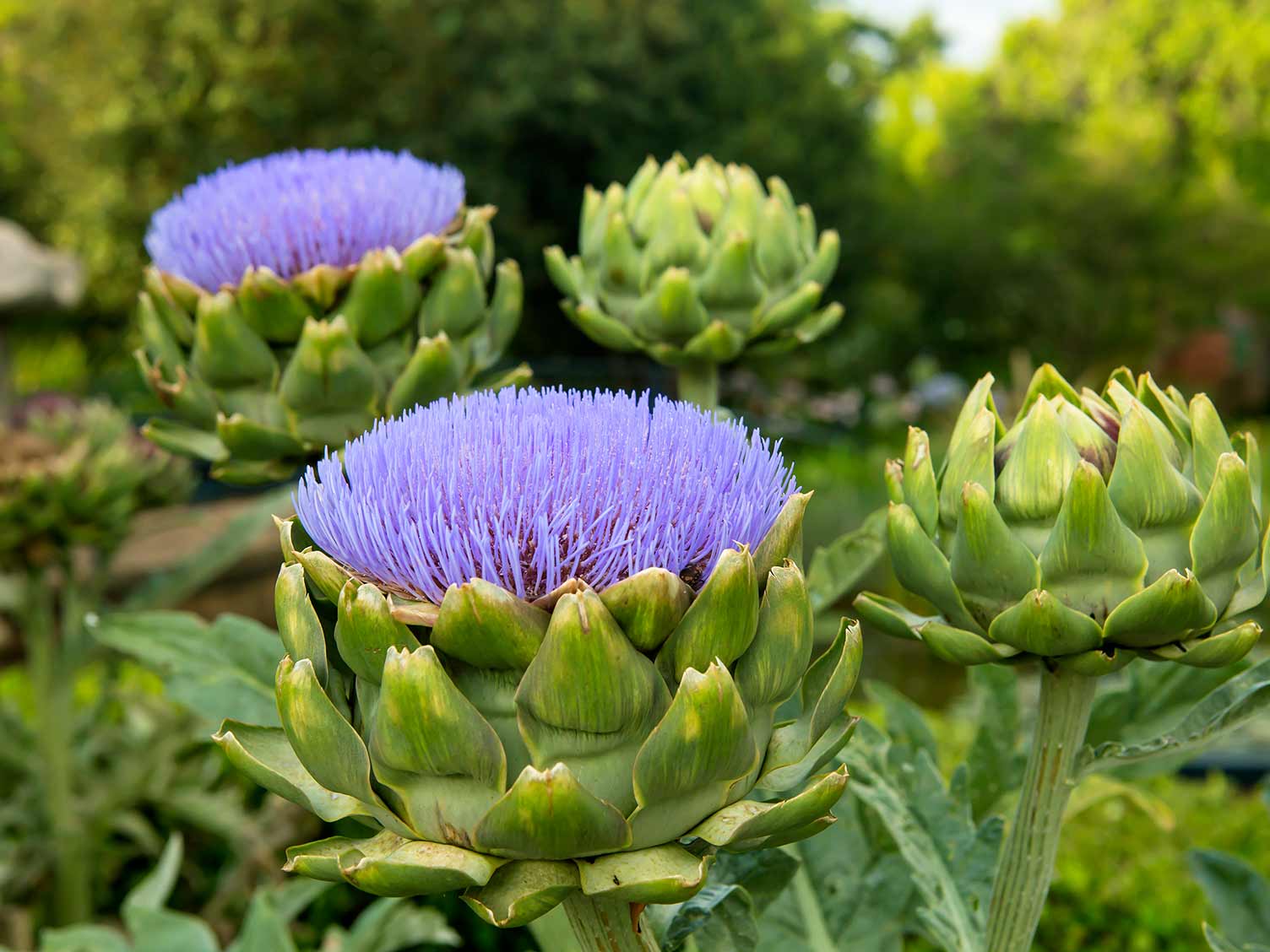 How To Plant Artichokes