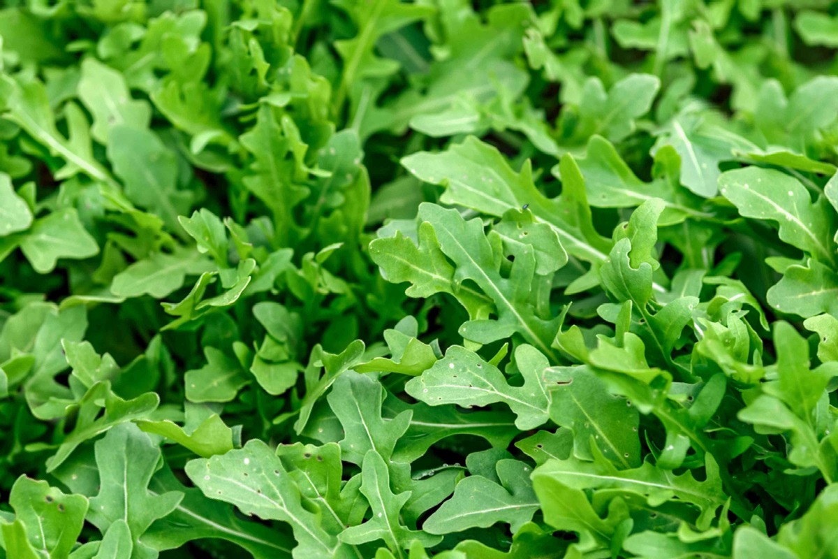 how-to-plant-arugula