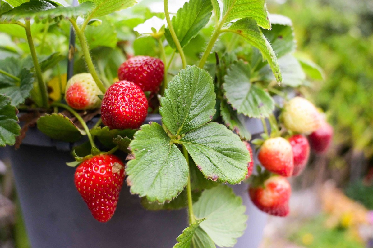 How To Plant Bare Root Strawberries