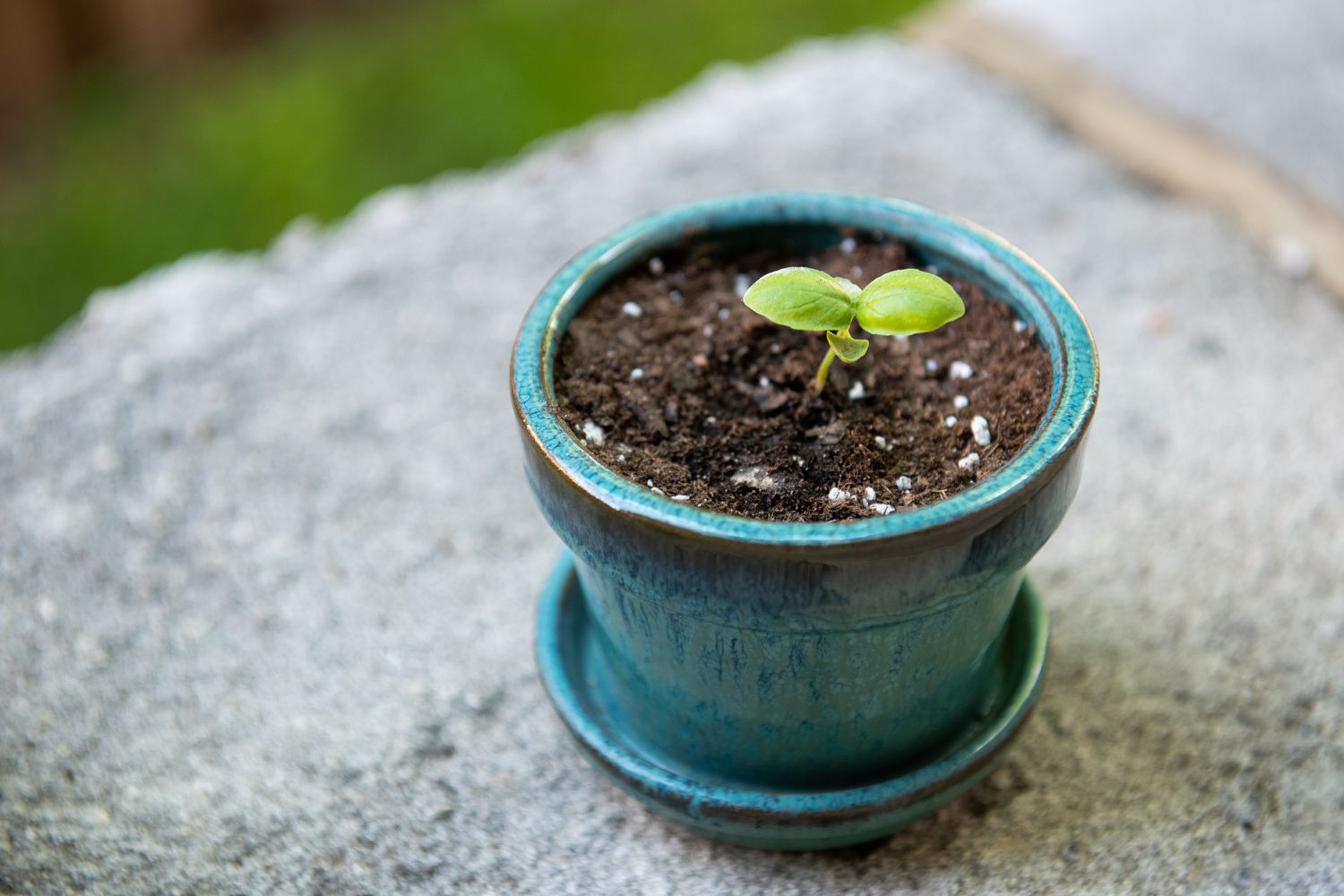 How To Plant Basil Seeds