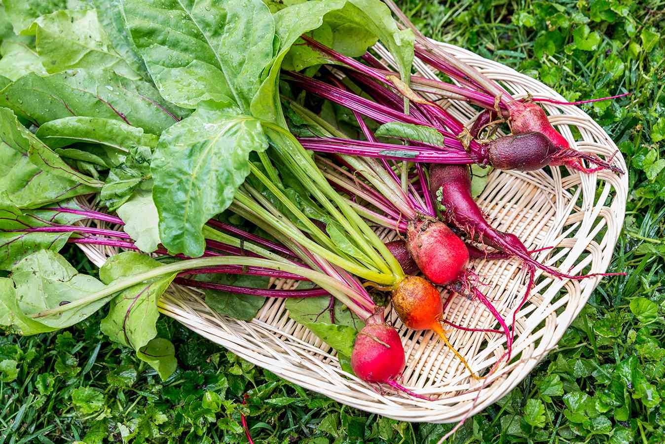 how-to-plant-beets