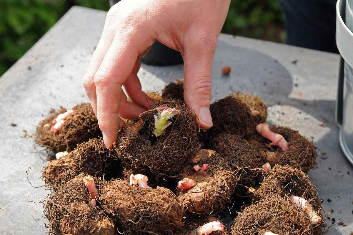 How To Plant Begonia Bulbs