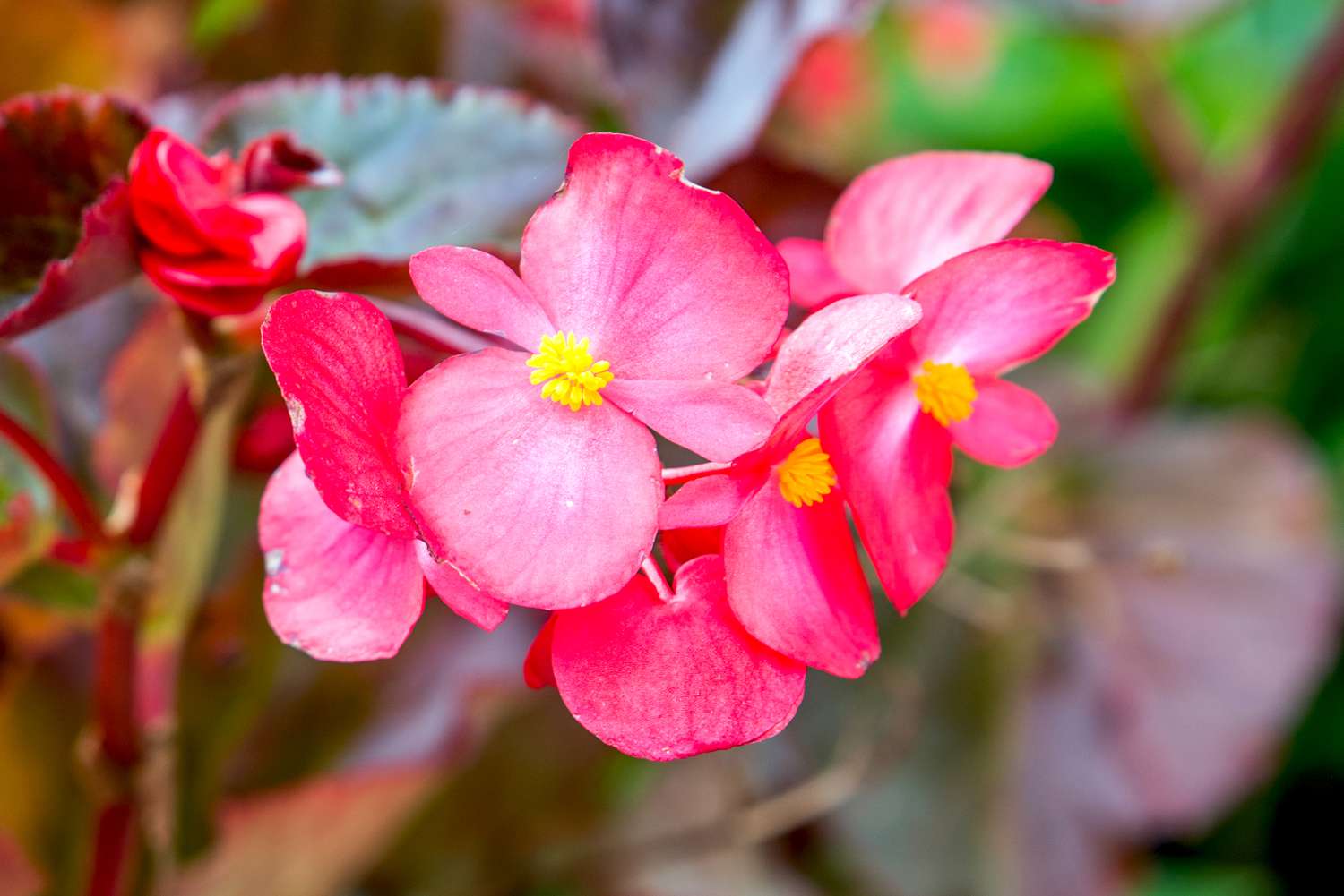 how-to-plant-begonias