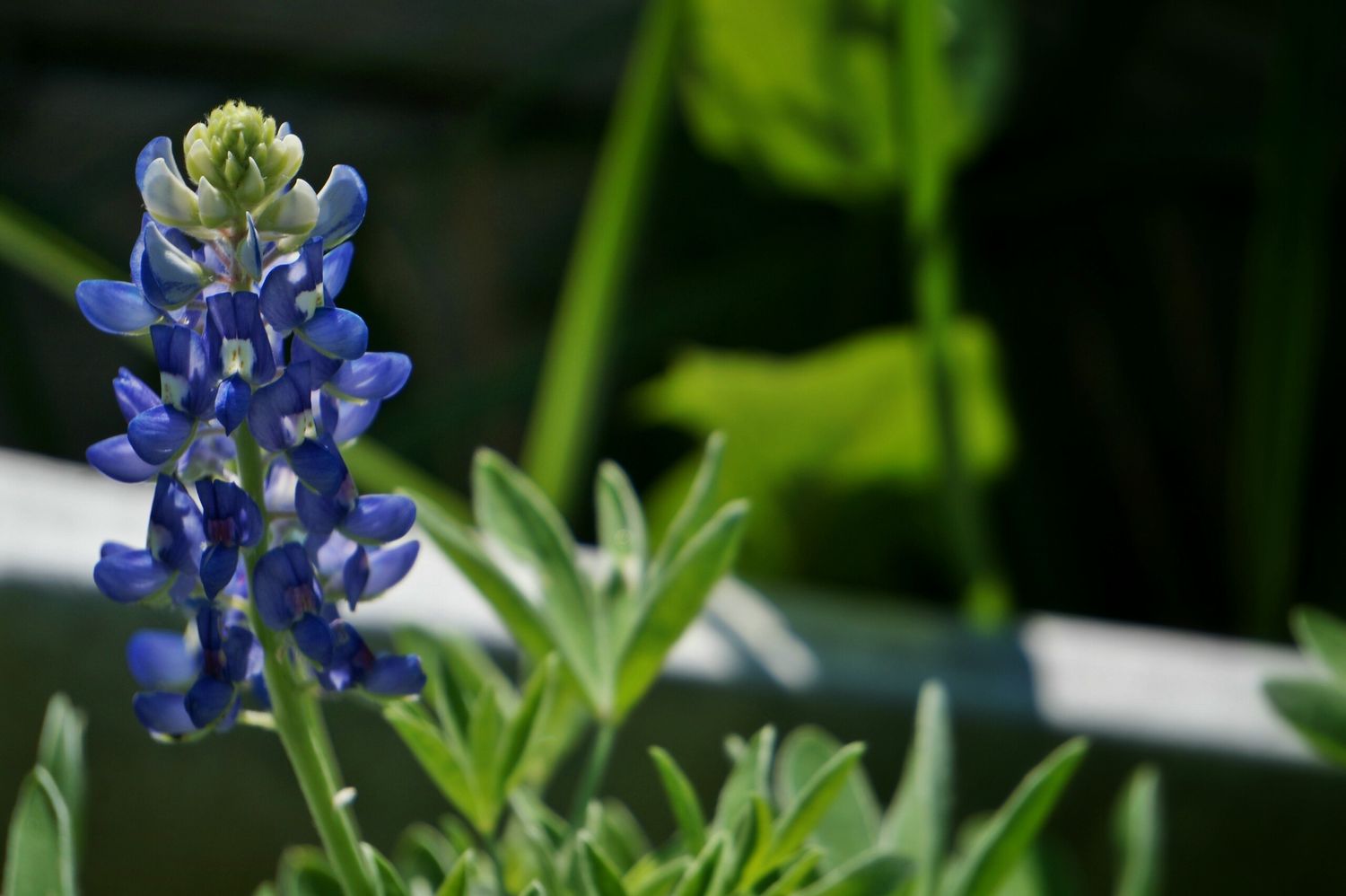 How To Plant Bluebonnet Seeds
