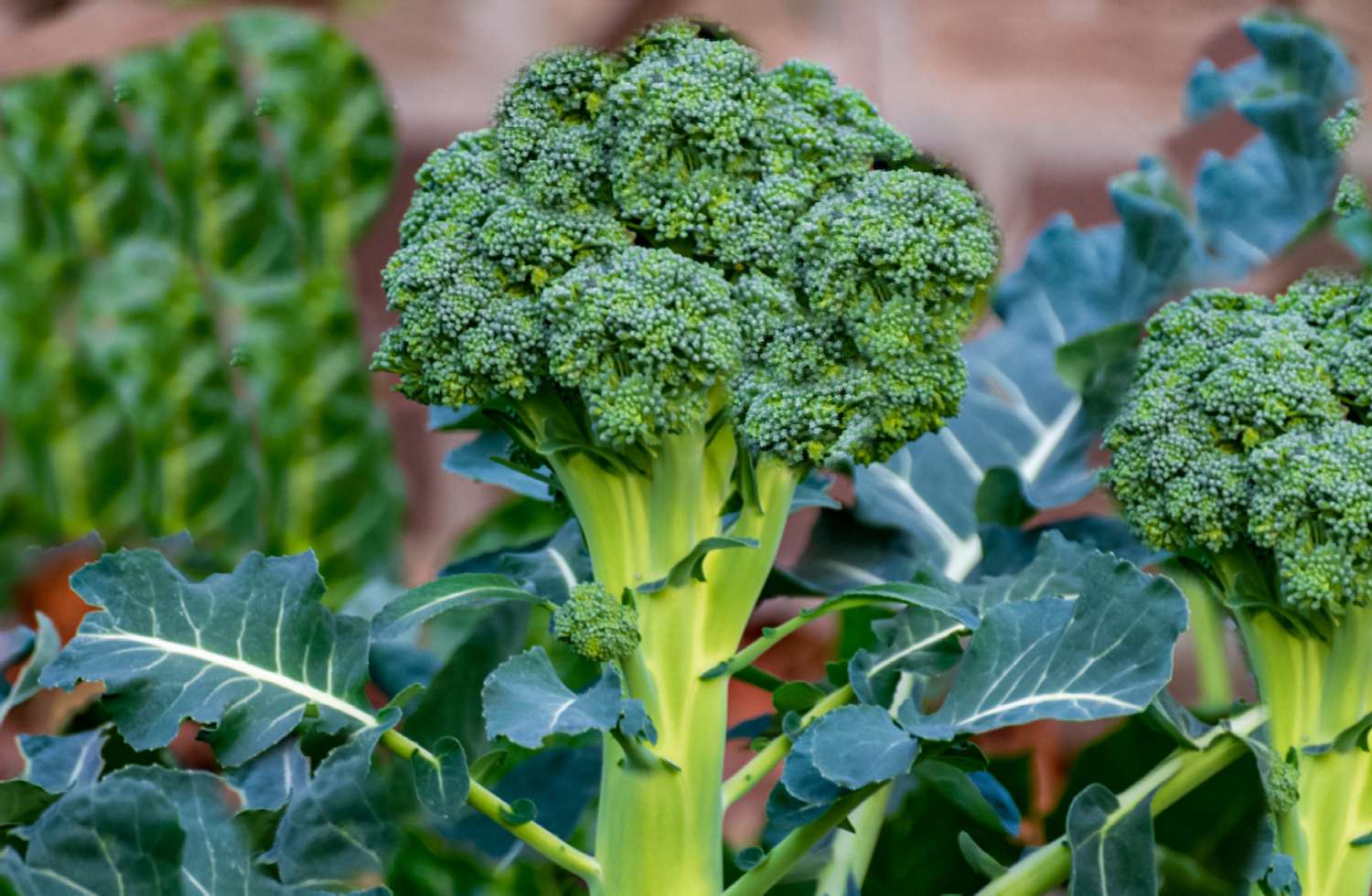How To Plant Broccoli