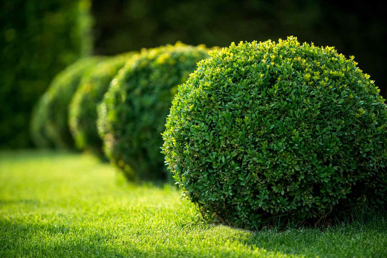how-to-plant-bushes
