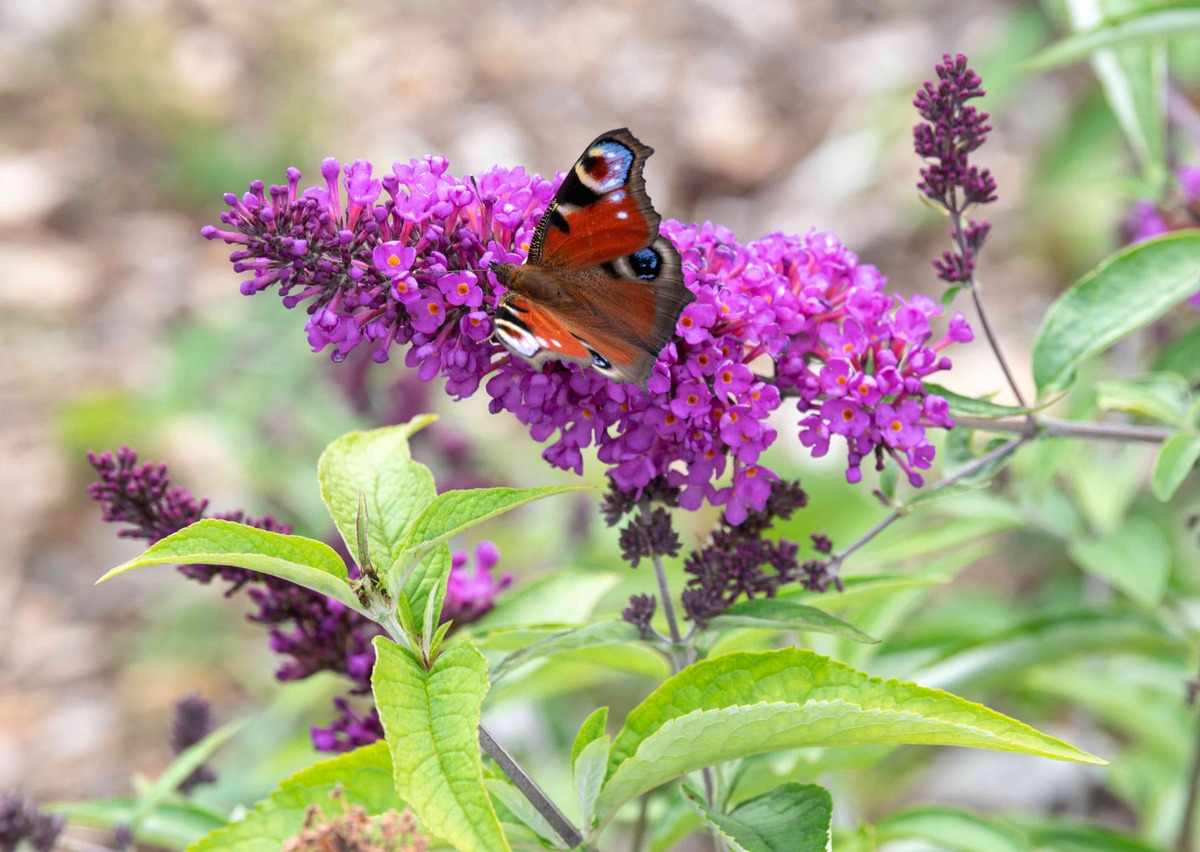 How To Plant Butterfly Bush