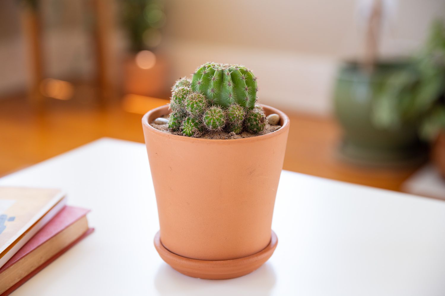 How To Plant Cactus