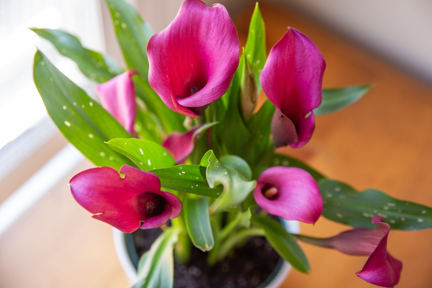 How To Plant Calla Lily Bulbs