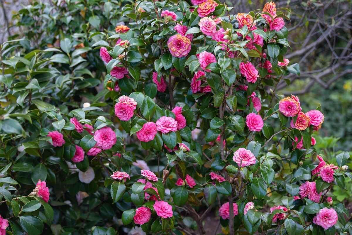 How To Plant Camellias