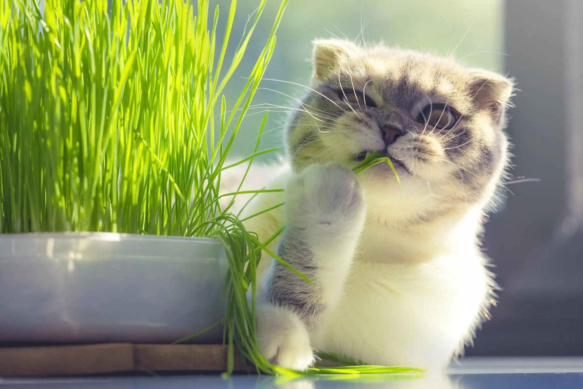 How To Plant Cat Grass