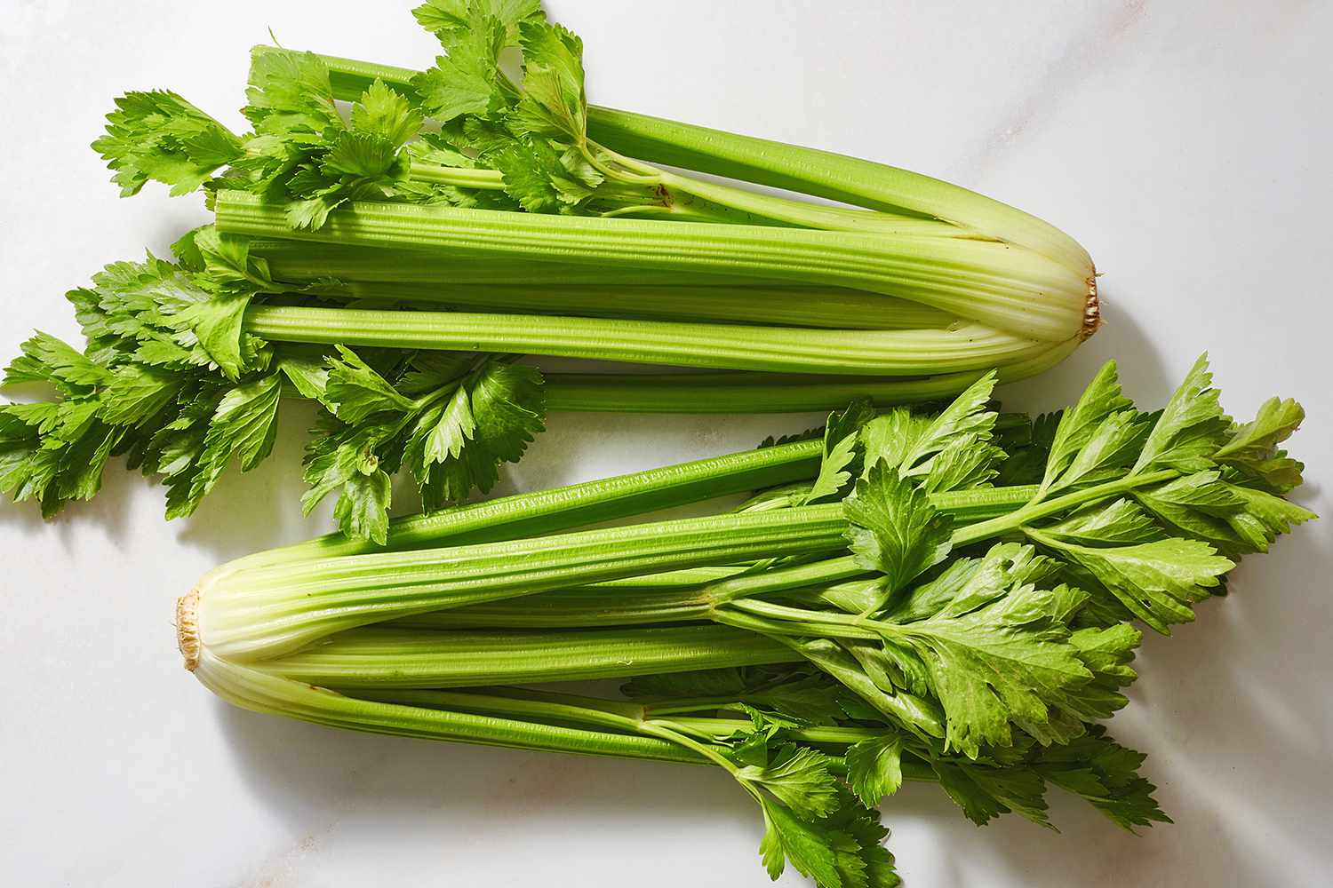 How To Plant Celery