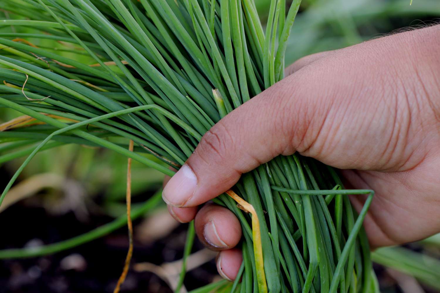 How To Plant Chives