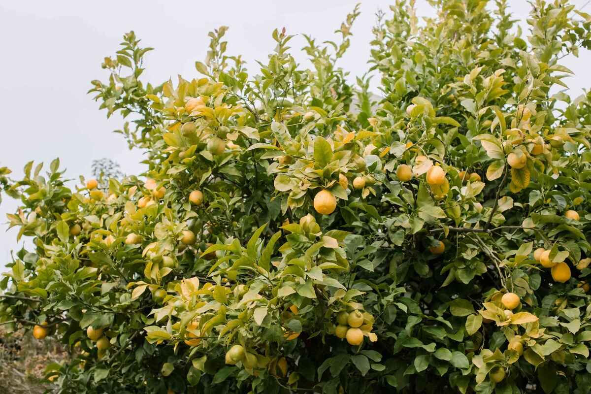 How To Plant Citrus Trees Citizenside
