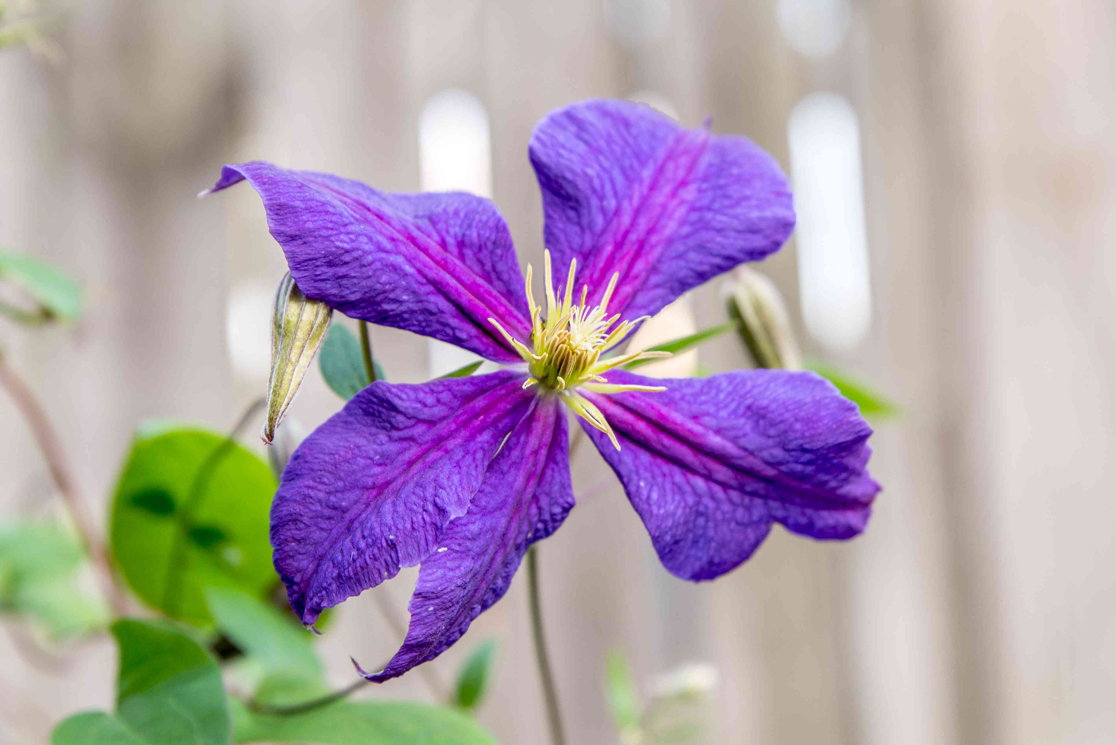 How To Plant Clematis