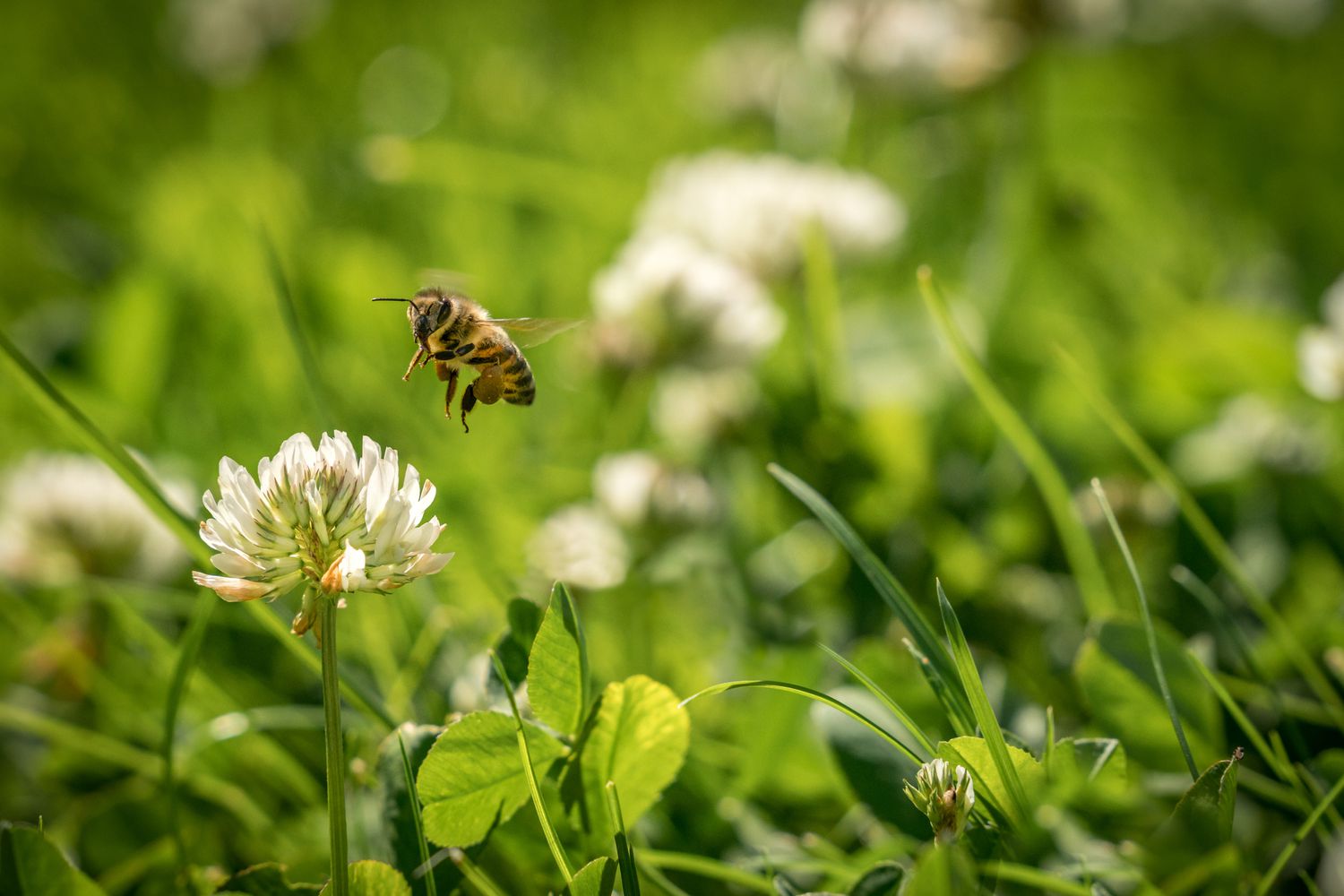 How To Plant Clover Lawn