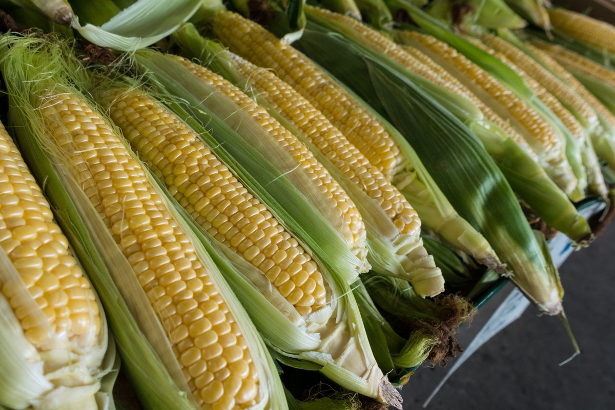 how-to-plant-corn