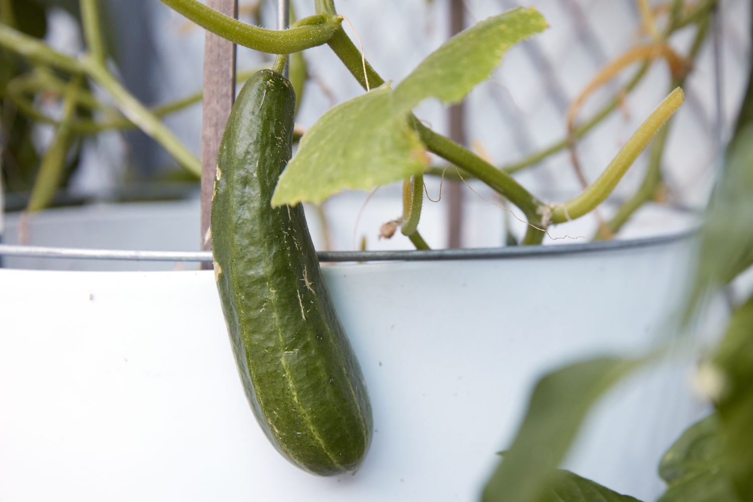How To Plant Cucumber Plants