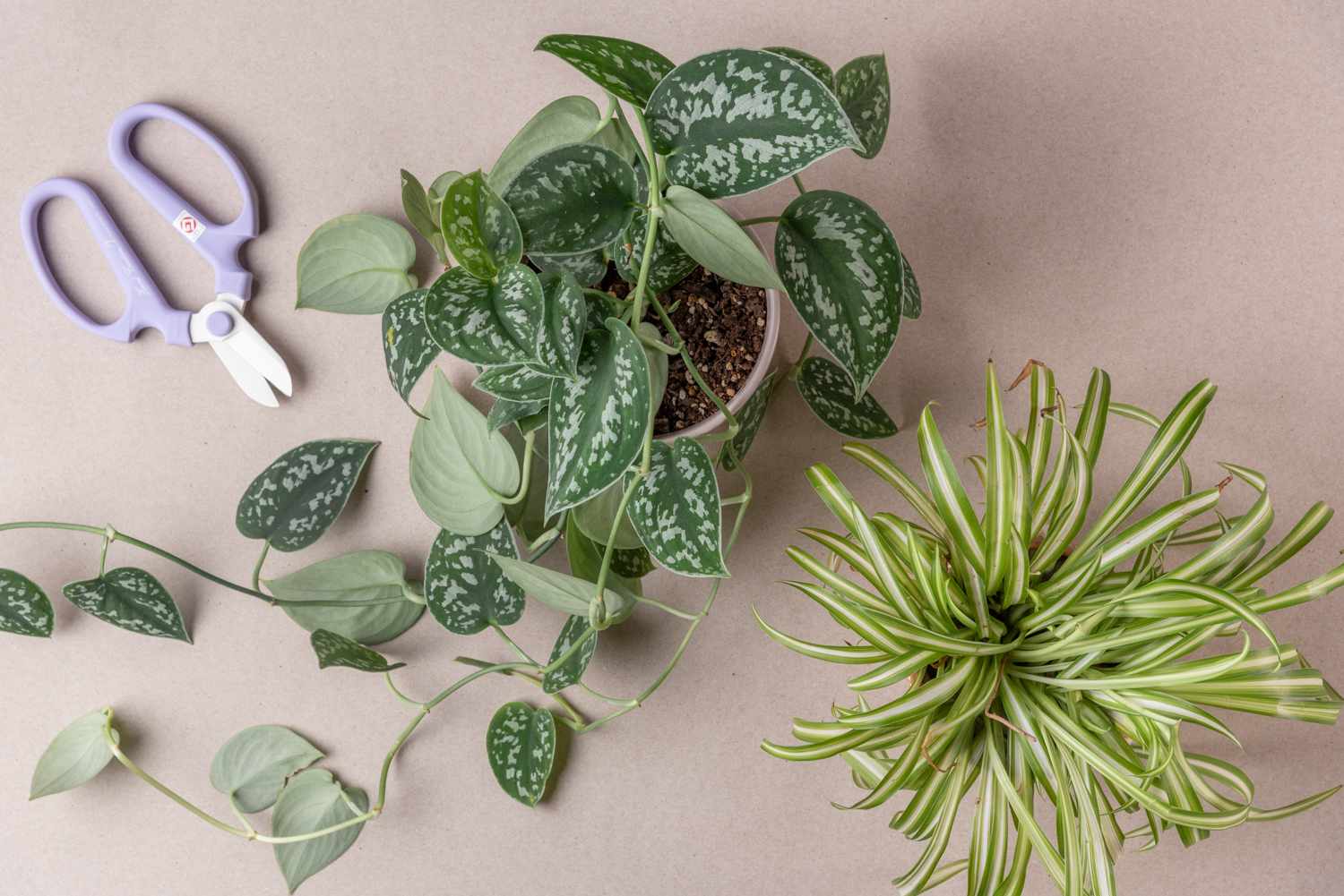 how-to-plant-cuttings