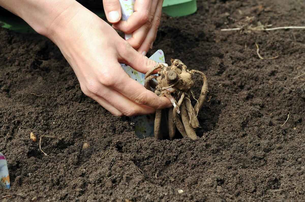 how-to-plant-dahlia-tubers-in-the-ground