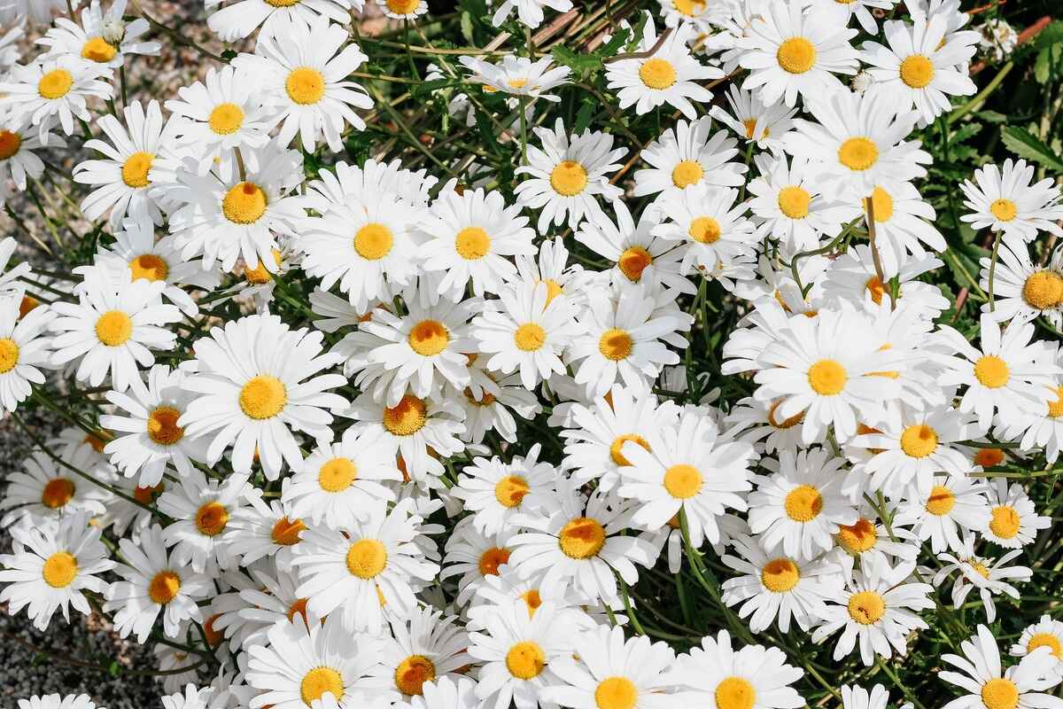 How To Plant Daisy Seeds