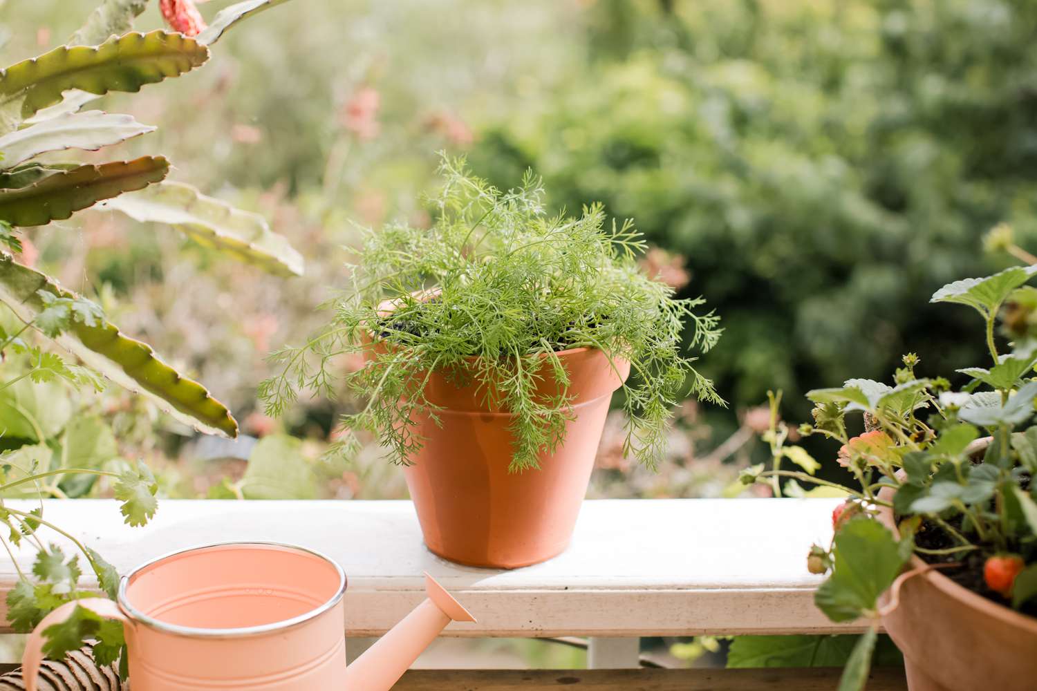 How To Plant Dill