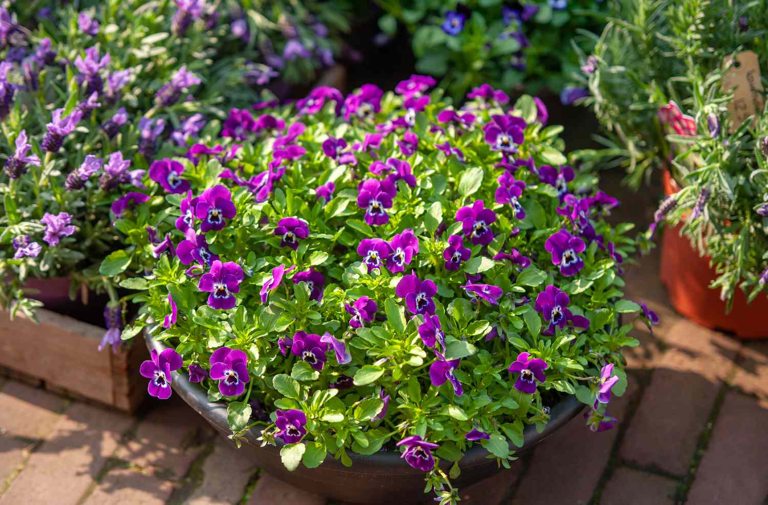 how-to-plant-flowers-in-a-pot
