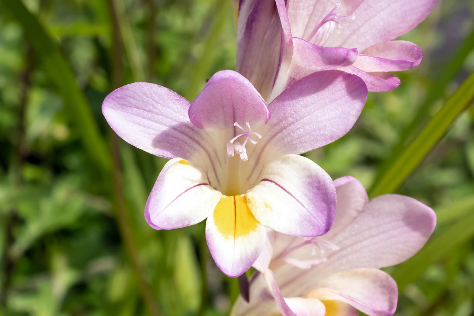 how-to-plant-freesia-bulbs