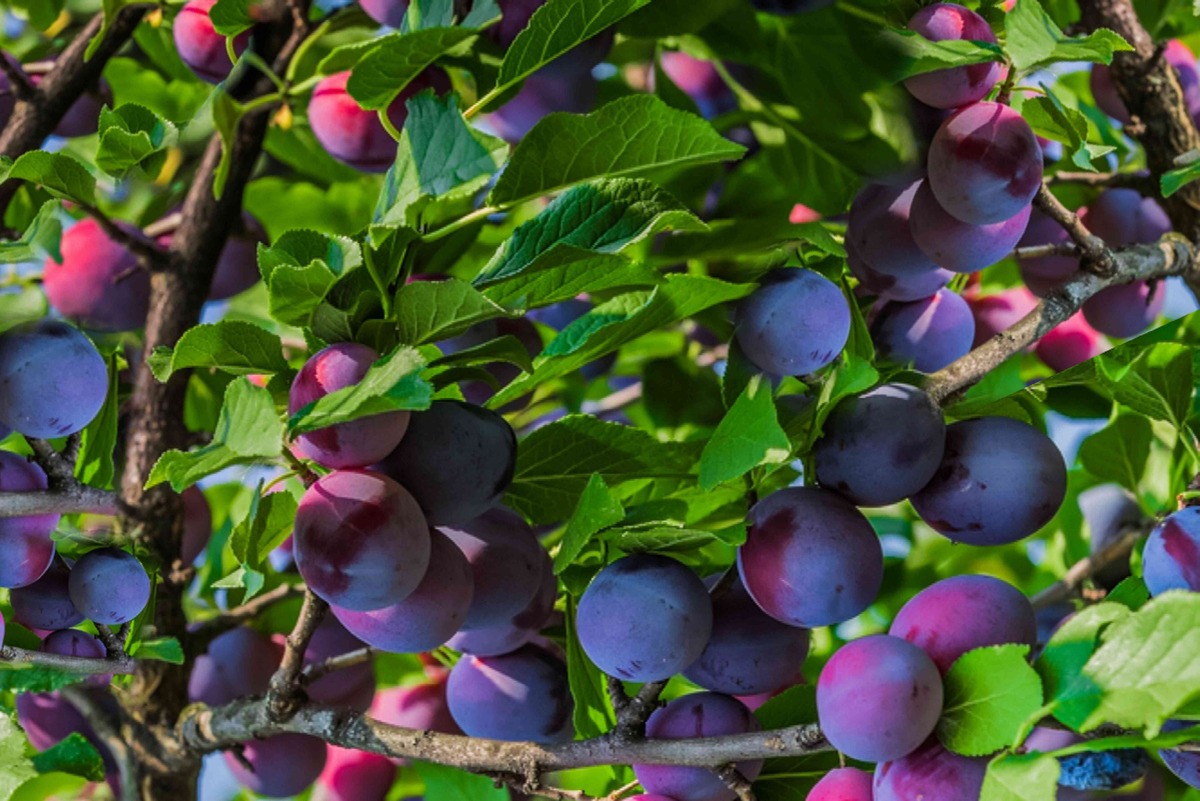how-to-plant-fruit-trees