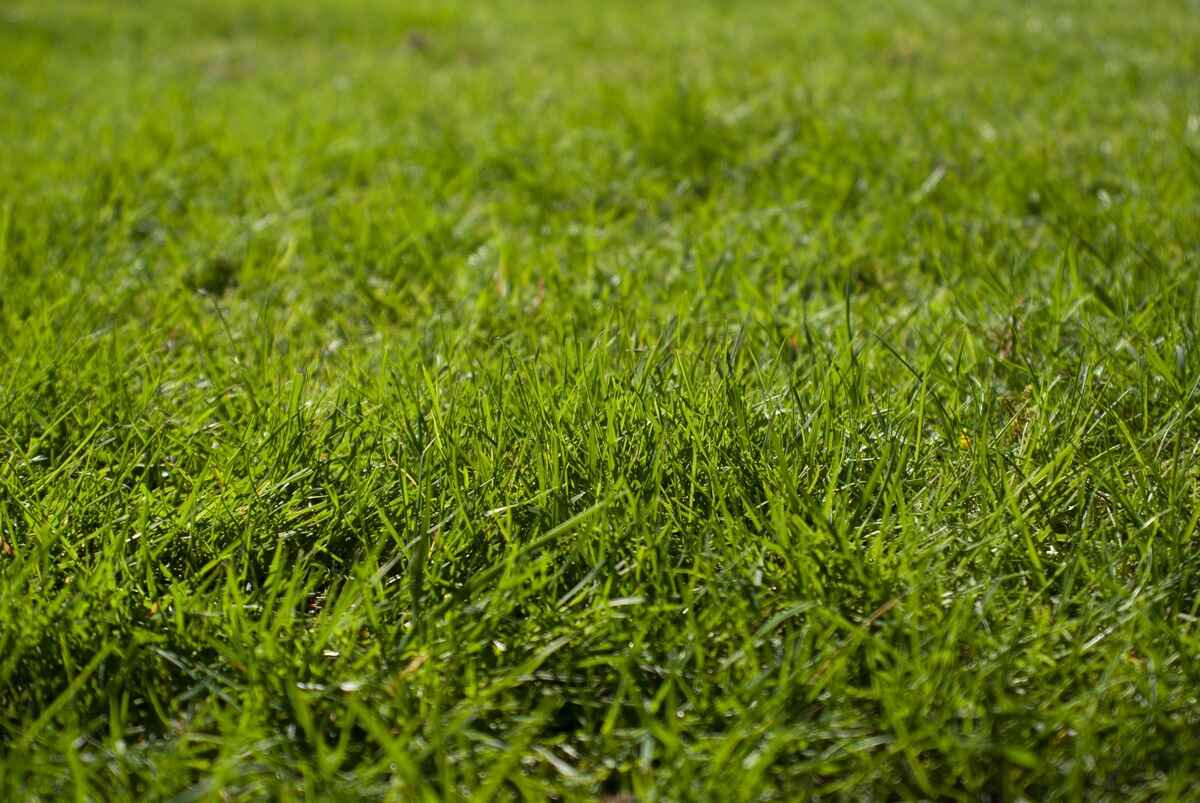 how-to-plant-grass-seed-on-dirt