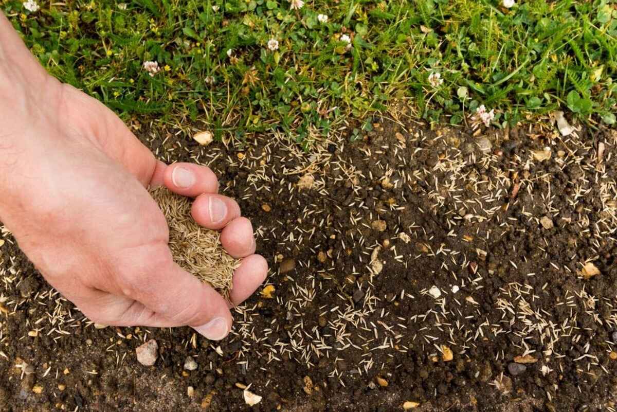 How To Plant Grass Seeds