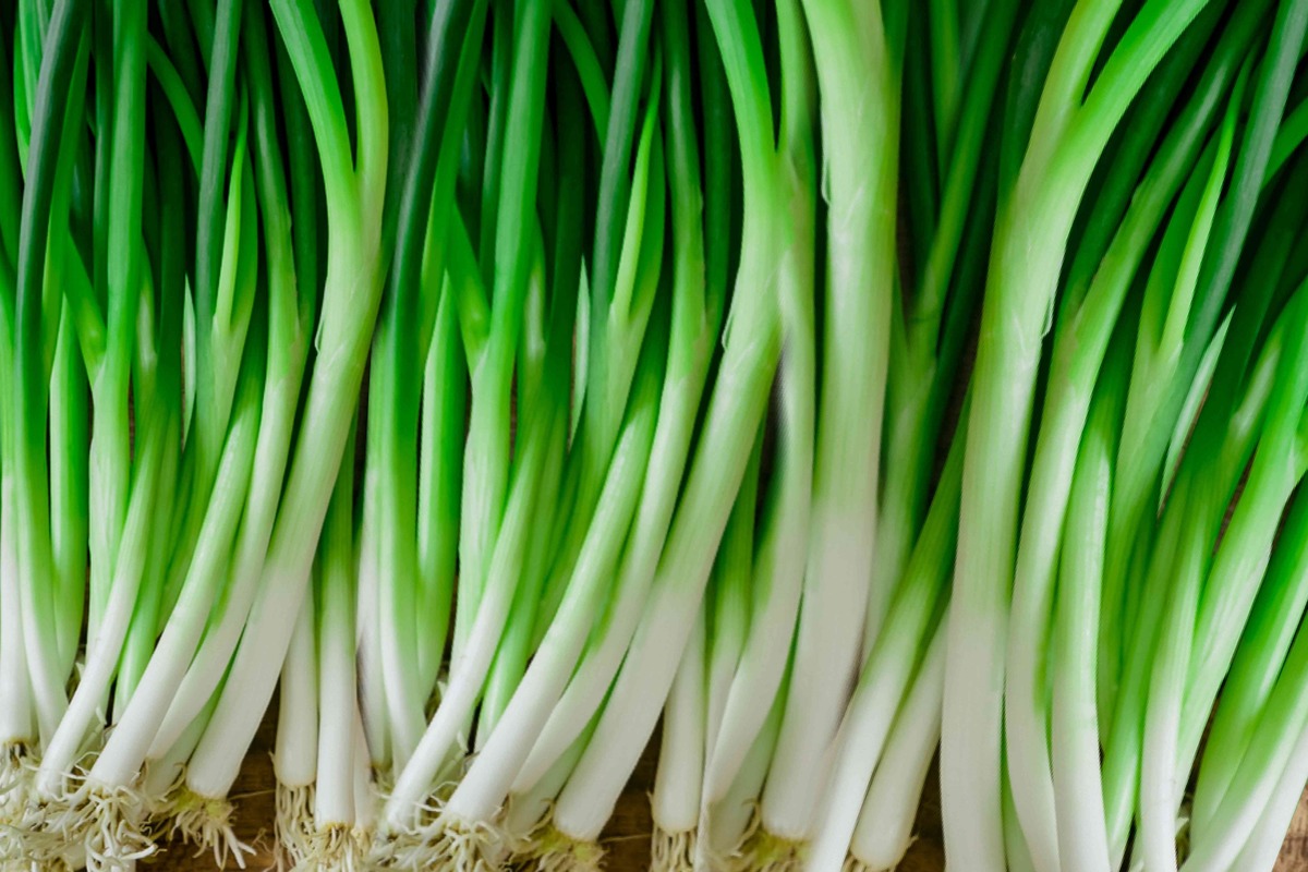 How To Plant Green Onion Seeds
