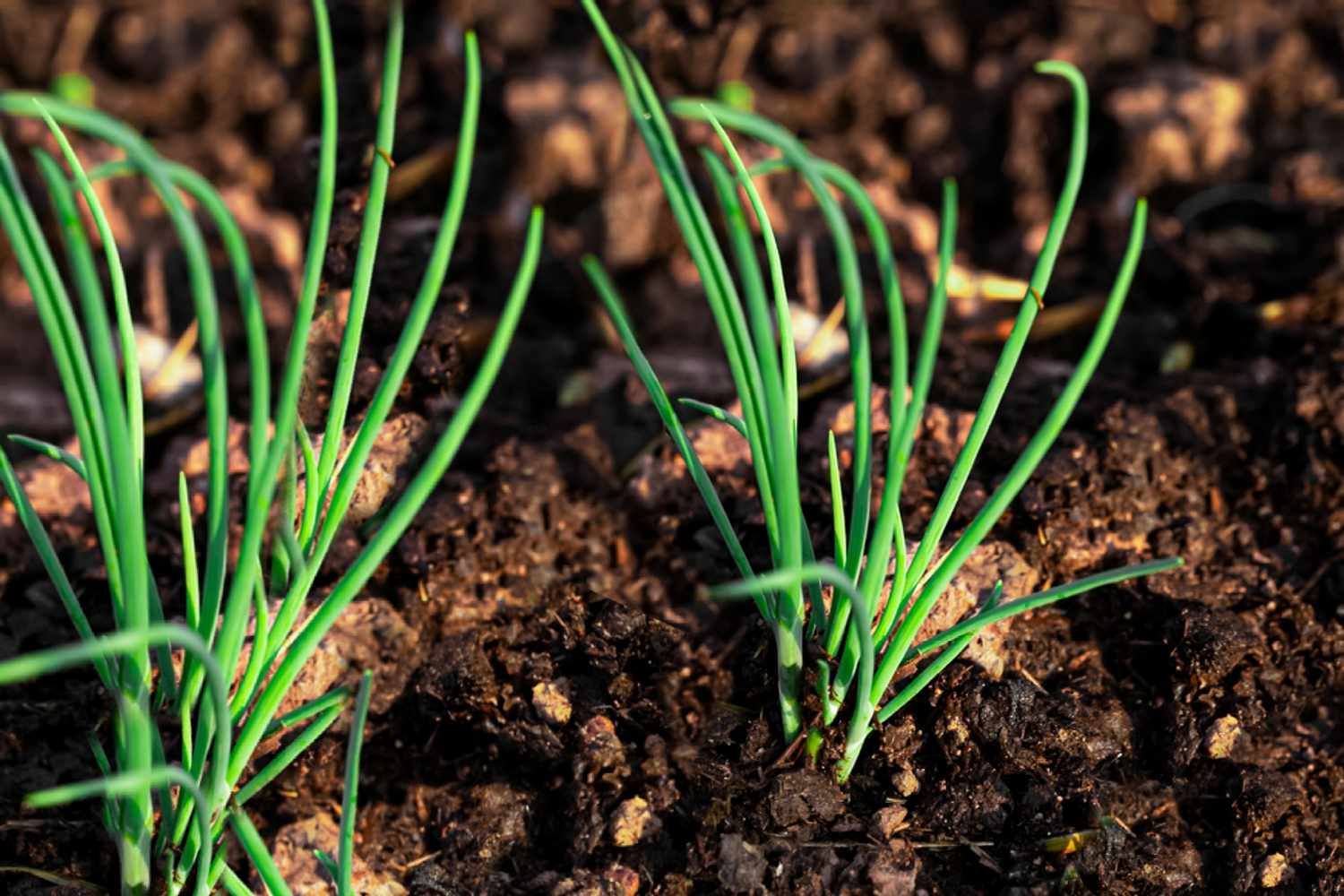 how-to-plant-green-onions