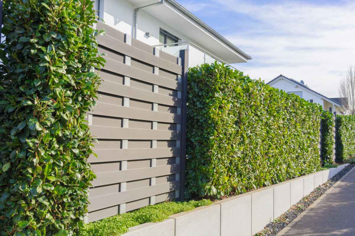 how-to-plant-hedges
