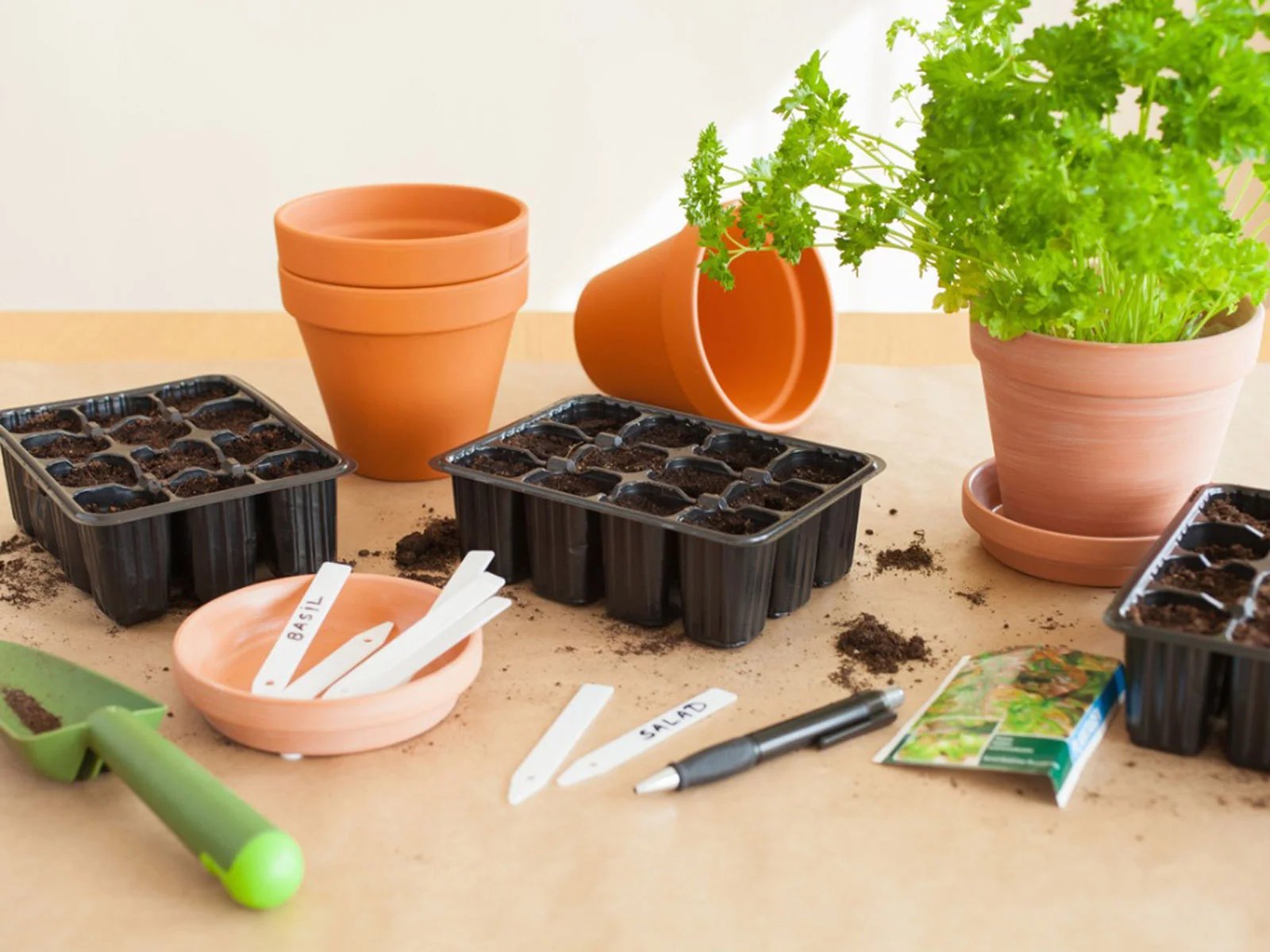 how-to-plant-herb-seeds