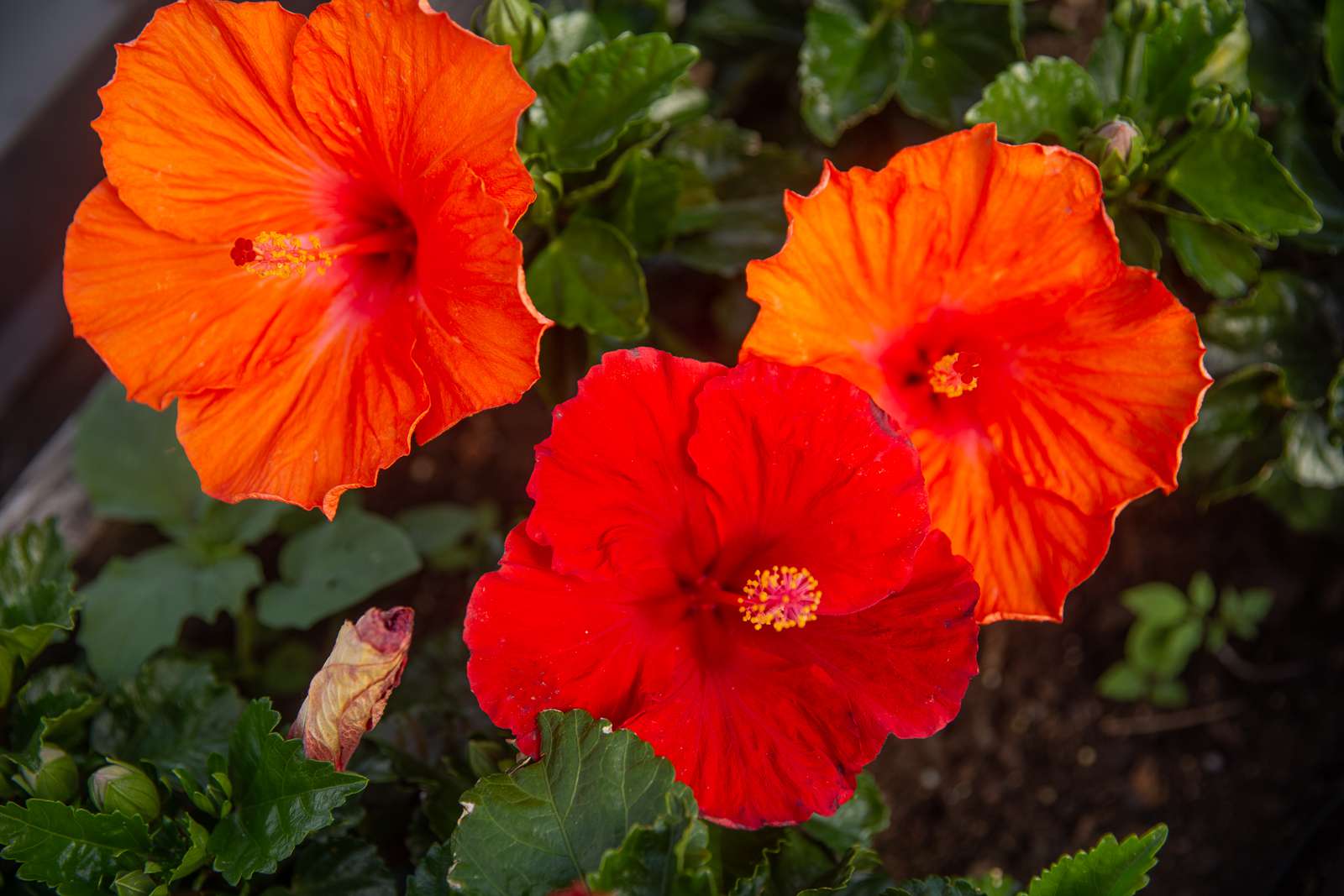 How To Plant Hibiscus