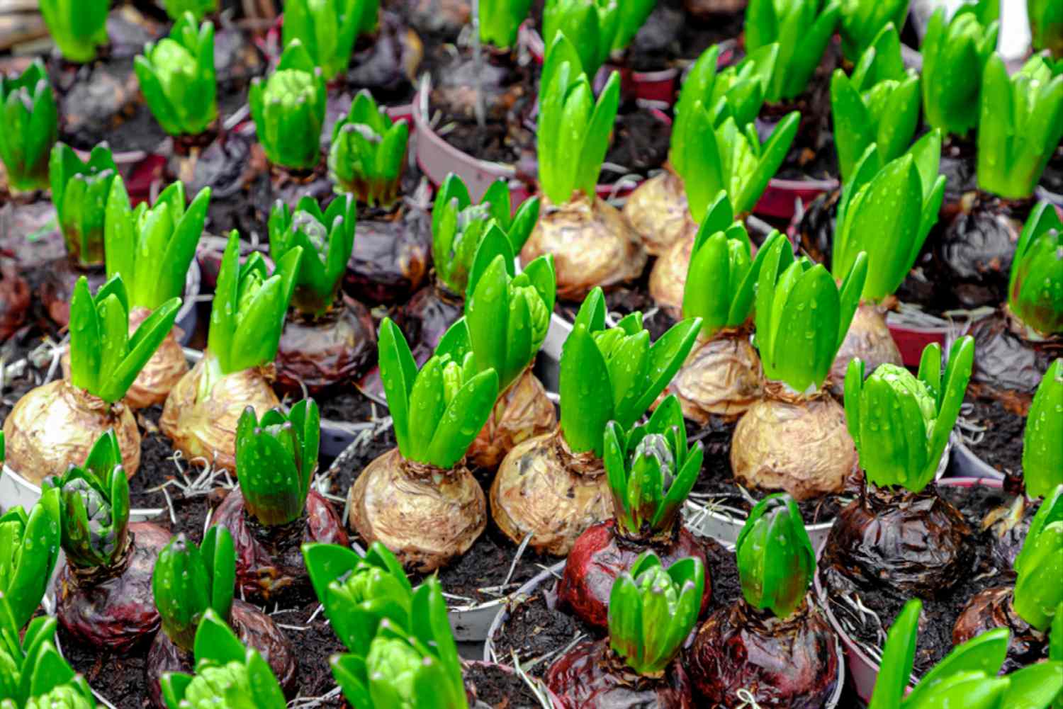 How To Plant Hyacinth Bulbs