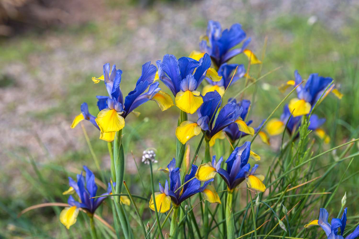 How To Plant Irises