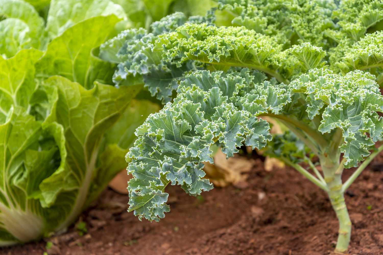 How To Plant Kale