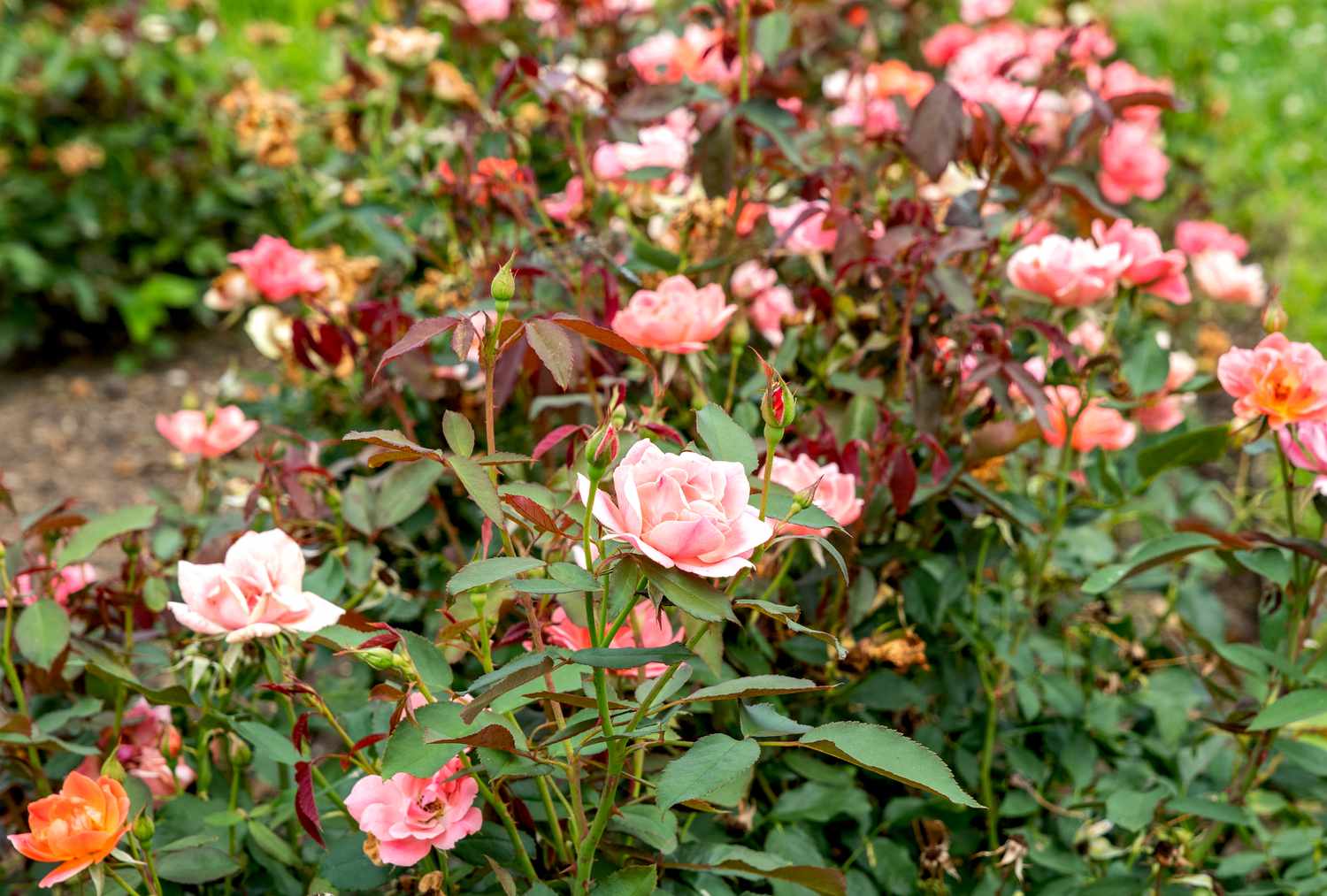 How To Plant Knockout Roses