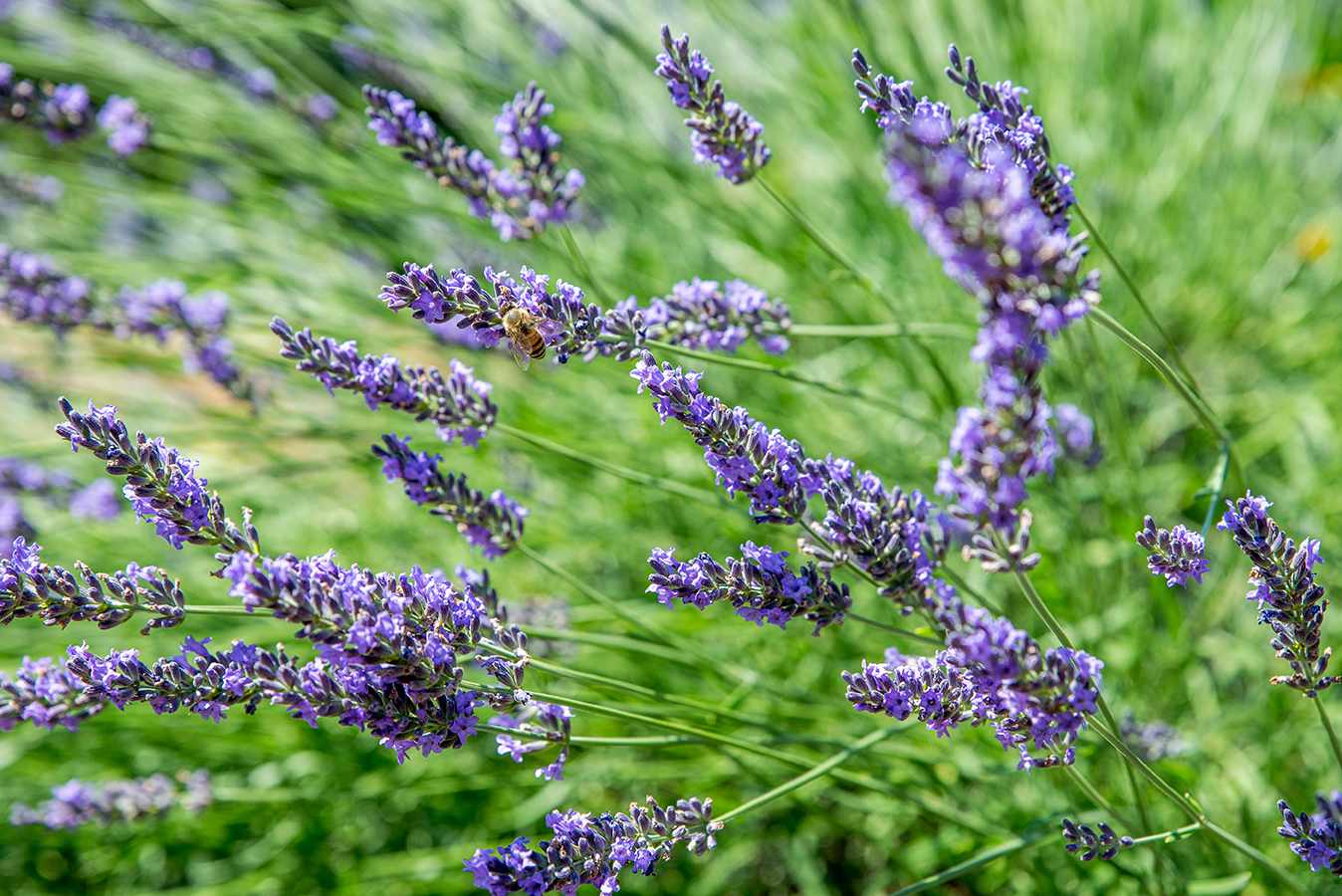How To Plant Lavender