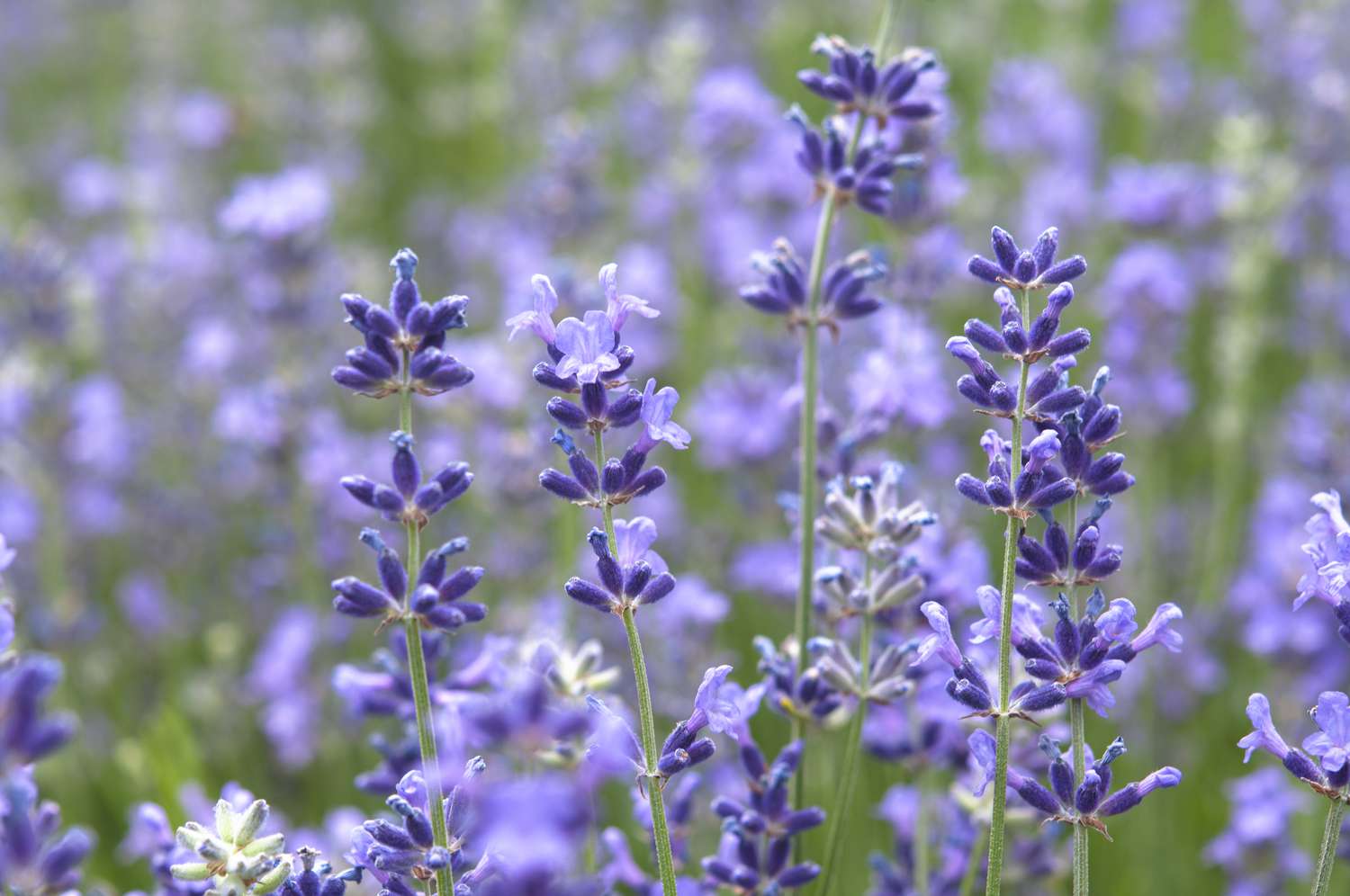 How To Plant Lavender Seeds