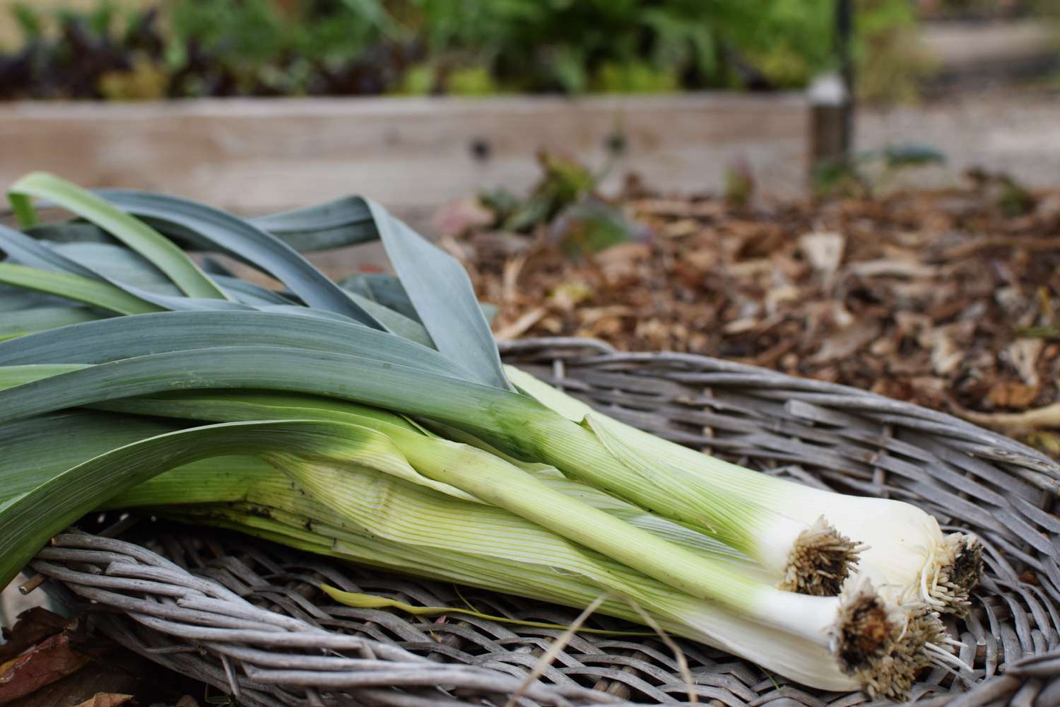 how-to-plant-leeks