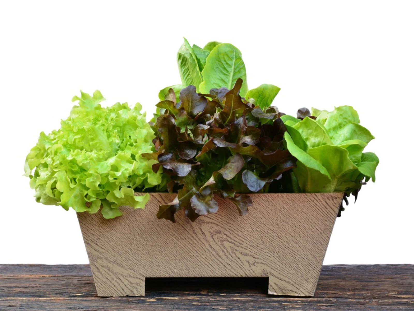 How To Plant Lettuce In Pots
