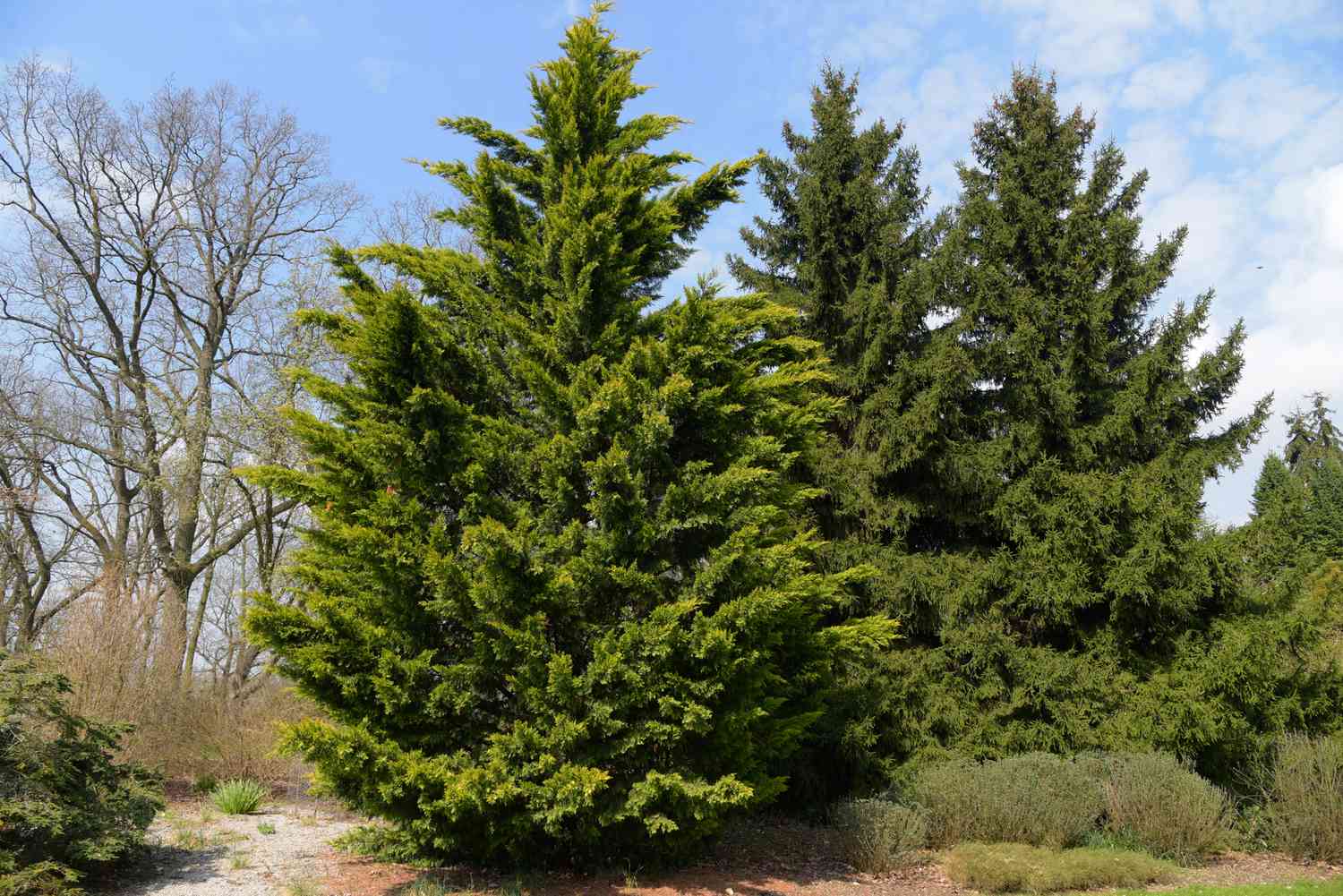how-to-plant-leyland-cypress